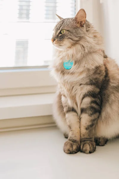 gray fluffy domestic cat, with an animal address tag on collar, sits on windowsill, looking out window. Adult animal cat, green eyes, longhaired breed