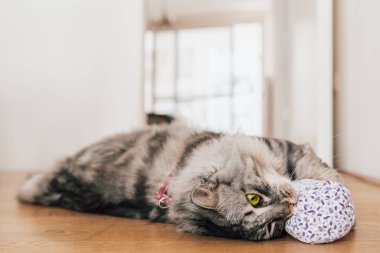 Kedi için Valerian: ev kaplanları için bitki zehirlenmesi. Yerli gri tüylü kedi oynuyor ve kediotu ile kumaş torbasını seviyor. Hareket ve evcil kediler için etkinlik uyarısı