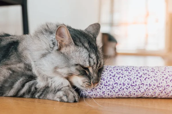 Valerian För Katten Plantera Berusning För Hus Tigrar Inhemska Grå — Stockfoto