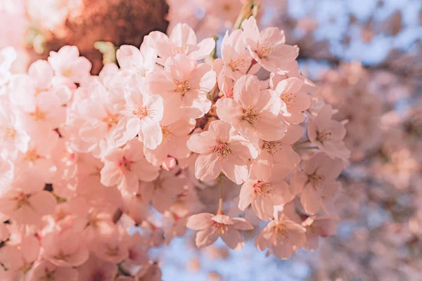 soluk pembe taç yapraklarından oluşan çiçek açan bahçenin şefkati. Baharda pembe kiraz çiçeği. Sakura çiçekleri pembe yumuşak bulanık odak. Çiçek açan elma ağacı, bahar arkaplanı, doğal eko kozmetik ürünlerinin hassasiyeti..