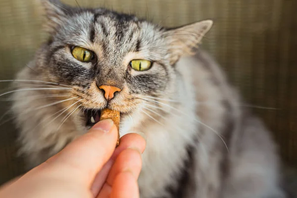 Gri evcil kedi vitamin takviyeleriyle evcil hayvan maması yiyor. evcil hayvanlara sağlıklı beslenme, evcil hayvanlara çeşitli beslenme biçimleri, büyük Maine Rakunu cinsi kedilere kuru yiyecek ve beslenme takviyeleri