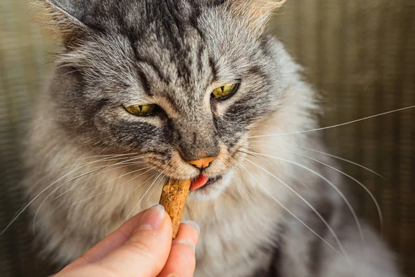 Gri evcil kedi vitamin takviyeleriyle evcil hayvan maması yiyor. evcil hayvanlara sağlıklı beslenme, evcil hayvanlara çeşitli beslenme biçimleri, büyük Maine Rakunu cinsi kedilere kuru yiyecek ve beslenme takviyeleri