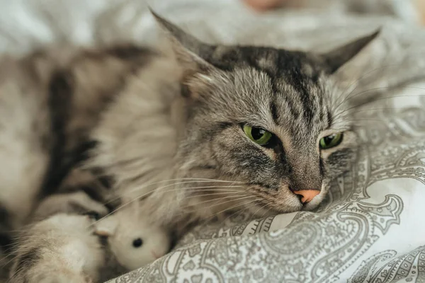 Close Gray Cat Lies Bed Hugging Her Favorite Toy Paws — Photo