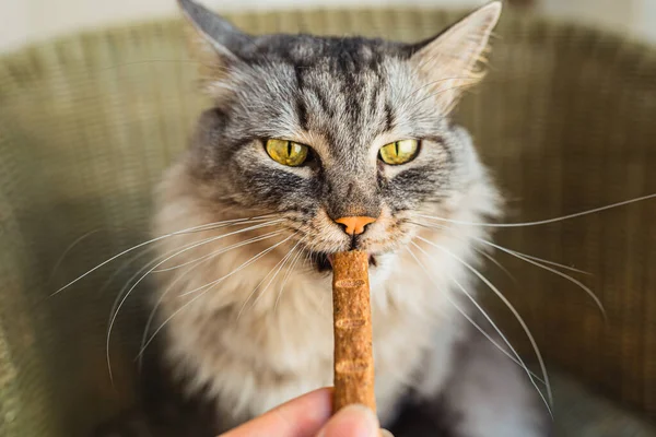 Gray domestic cat eats pet treats with vitamin supplements. proper healthy feeding of pets, variety of diets for pets, Dry food and dietary supplements for cats of large Maine Coon breeds