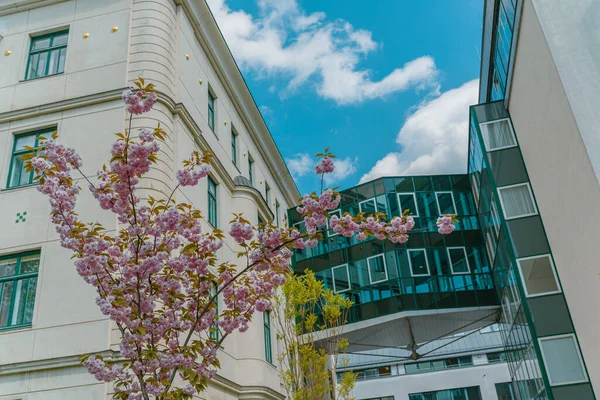 Blossoming Sakura Tree Background Urban Landscape Urban Architecture European City — Stockfoto