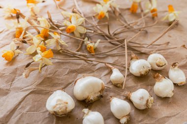 Kurumuş çiçekli nergis soğanları. Çiçek açtıktan sonra topraktan çıkarılan nergis çiçeği soğanları, sıra sıra, solmuş çiçek sapları, el işi kağıt üzerinde, depolama için toplanır.