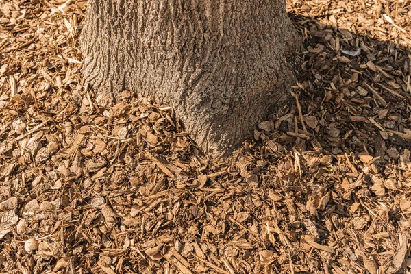 木の幹は 土壌中の水分を保持するために木のチップマルチを振りかけ 都市公園での土壌肥沃度 花壇の審美的な外観を増加させます 木の下にチップや樹皮で土をマルチ — ストック写真