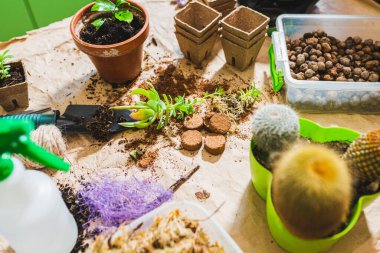 Çiçek saksılarındaki kapalı alandaki bitkilerin bakımı için bahar çalışması. Taze toprağa, verimli toprağa, ev bitkilerinin toprağını gübreleyen sulu ve kaktüsleri naklediyor..
