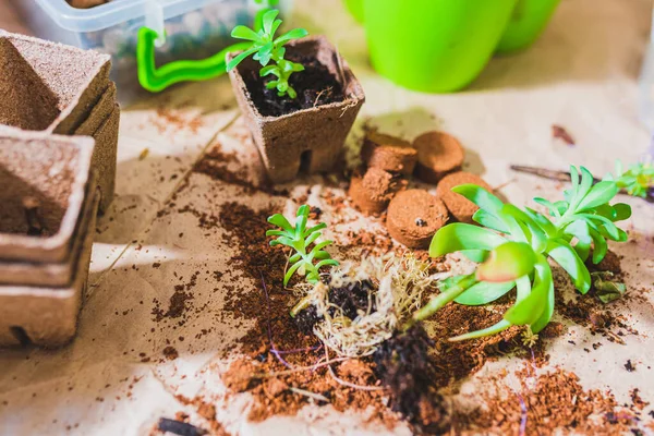 Spring Work Care Indoor Plants Flowerpots Transplanting Succulents Cacti Fresh — Fotografia de Stock