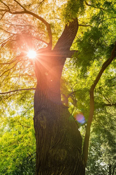 Trunk Old Acacia Dense Crown Rays Sun Green Foliage Looks — Foto de Stock