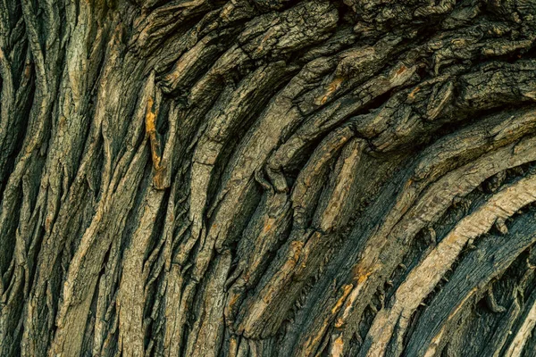 古いアカシアの樹皮のカービー割れたパターン 自然の色と抽象的なパターンで強調樹皮 亀裂や木目のパターンを持つ茶色の木製の構造 荒木の表面のクローズアップ — ストック写真