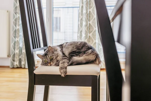 Спляча Домашня Сіра Смугаста Кішка Зігнута Лежить Якому Стільці Закритими — стокове фото