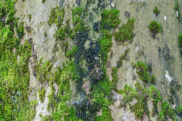苔で生い茂ったシマウマの木の樹皮の質感の自然な背景 天然の背景として大きな木に成長する苔 — ストック写真