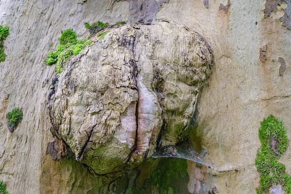 Ağaç Gövdesi Hastalığında Büyük Büyüme Var Tümör Ağaç Gövdesinde Yarık — Stok fotoğraf