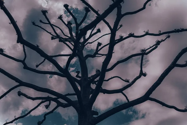 Creepy black bare tree branches high up in ominous, bloody sky. Atmosphere of horror, fear, murder, spooky Halloween background. bare tree sinister halloween