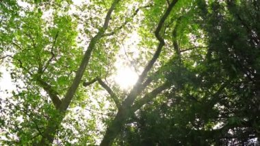 Baş dönmesi ağaçların yeşil yaprakları, yaprakların arasından güneş ışınları...