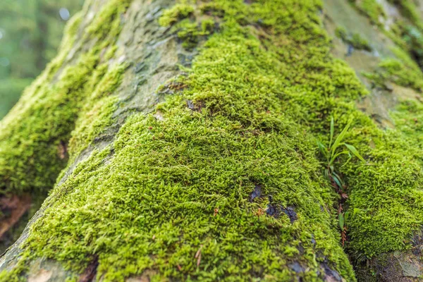 Musgo Verde Espeso Sobre Corteza Del Árbol Las Raíces Del — Foto de Stock