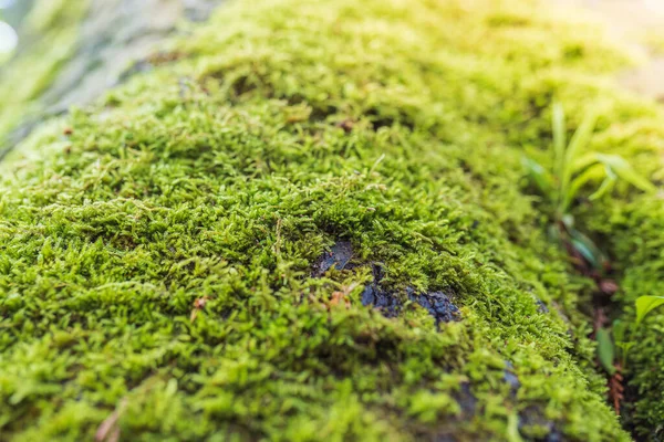 Musgo Verde Espeso Sobre Corteza Del Árbol Las Raíces Del — Foto de Stock