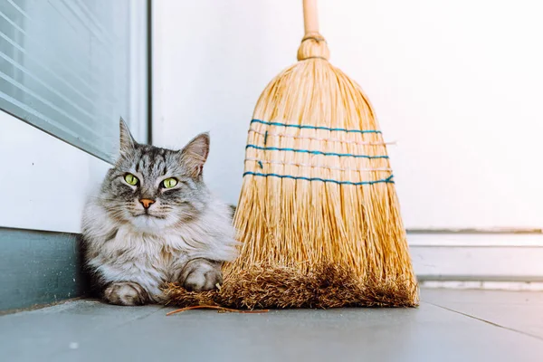 Gray Fluffy Domestic Purebred Cat Lies Tiled Floor Corner Broom — Stock Photo, Image