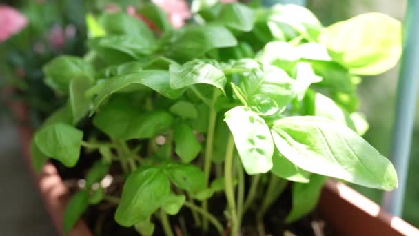 植物を育てるために箱の中の太陽の光の下で緑の新鮮な香りのよいスパイシーなハーブバジル スローモーション — ストック動画