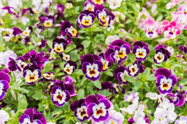 Çiçek tarhında çok renkli viyola çiçeği. Yaz çiçekleri, çiçek tarlaları, peyzaj.