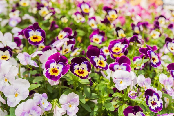 Bunte Viola Blumen Blumenbeet Sommerblumen Anordnung Von Beeten Gartengestaltung Viola — Stockfoto