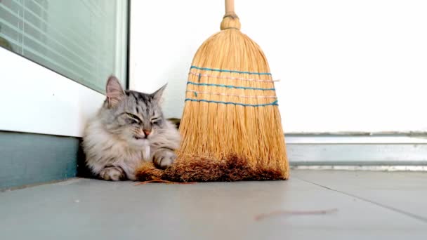 Gatto Domestico Grigio Soffice Con Occhi Verdi Razza Maine Coon — Video Stock