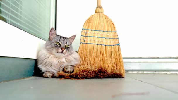 Lazy Fluffy Cat Sleeps Balcony Corner Hiding Broom Slow Motion — Stock Video