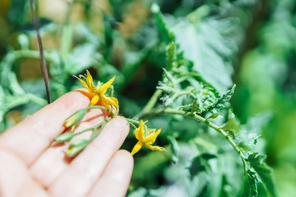 Mão Jardineiro Verificando Polinização Flores Tomate — Fotografia de Stock