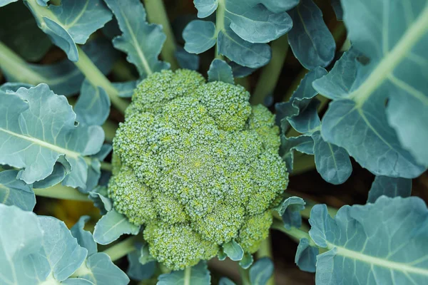 Broccoli Primo Piano Vista Dall Alto Infiorescenza Broccoli Pronta Raccolto — Foto Stock