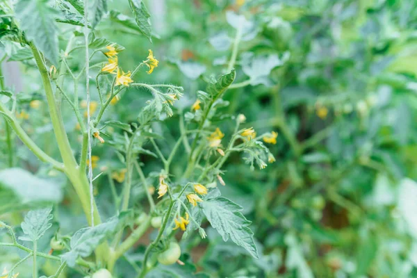 Abundant flowering plant cherry tomato variety. Fresh green cherry tomato buds and flowering clusters on plant in an organic vegetable garden, exquisite variety for plant-based diet.