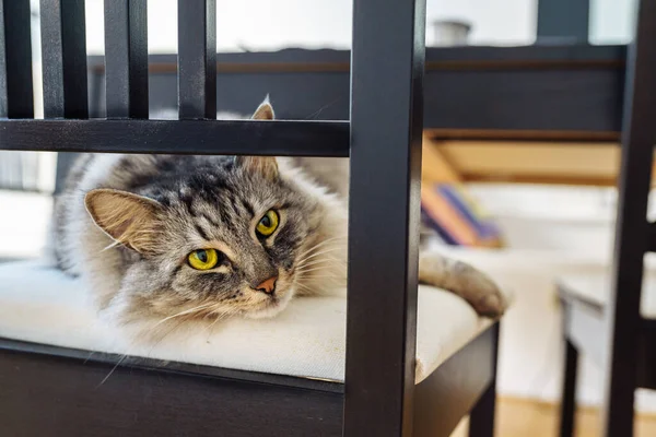 funny home fluffy shaggy gray Maine Coon cat with green eyes lies on soft chair in living room and looks lazily. pet sleeps during day home