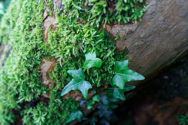 Bosque Hiedra Corteza Árbol Cubierto Musgo Naturalidad Naturaleza Frescura Color — Foto de Stock