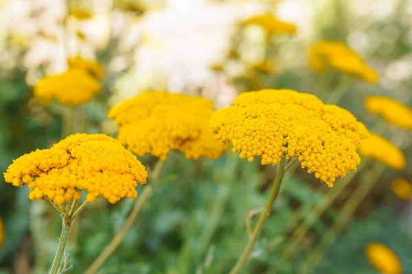 Tansy Officinalis Mehrjährige Krautige Blühende Pflanze Die Der Homöopathie Medizin — Stockfoto