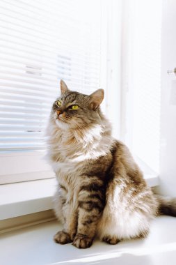 Küstah, çekici, yeşil gözlü kedi.