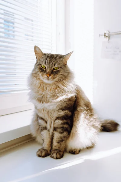 Predatory Attractive Look Cat Green Eyes Beautiful Fluffy Long Haired —  Fotos de Stock