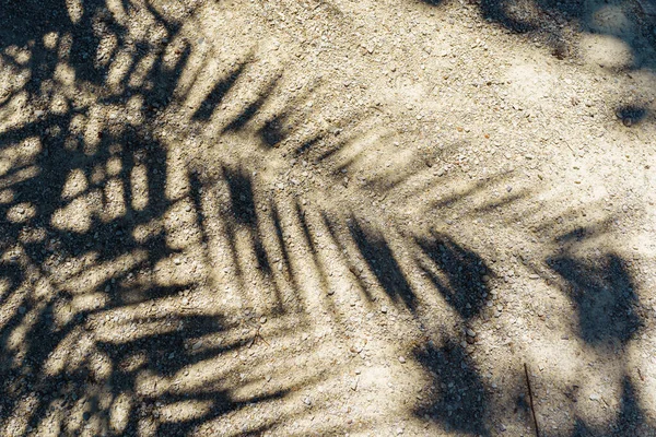 Coconut palm leaf shadow silhouette on brown background of dry ground, beach, ground stony sand, sun rays. out of focus