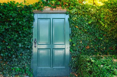 Bahçeye çıkan ahşap kapı sarmaşık ve yabani üzümlerle dolu. Tahta otantik yeşil kapısı, bahçe çiti olan terk edilmiş eski bir çit parçası.