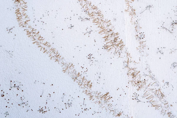 Dried Ivy Marks White Clay Wall Abstract Natural Print — Stock Fotó