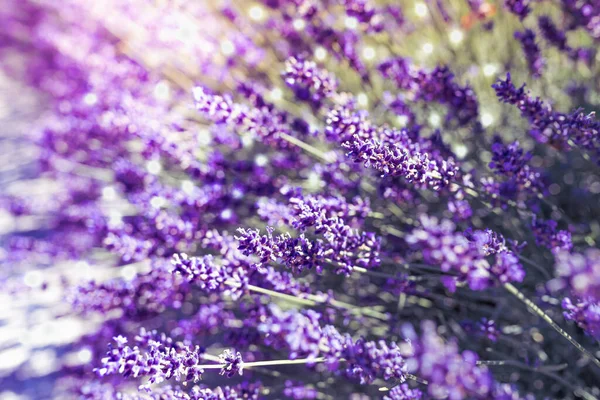 Fragrant Herb Purple Flower Stalks Lavender — Zdjęcie stockowe