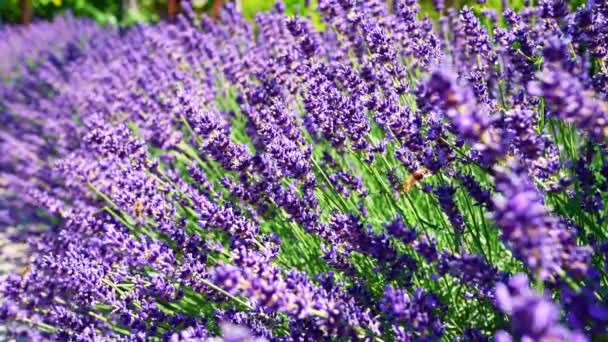 Close Lavender Flower Blooming Scented Fields Endless Rows Sunset Selective — Vídeo de Stock