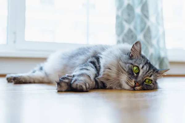 Domestic Gray Fluffy Purebred Maine Coon Cat Green Eyes Lies — Stockfoto