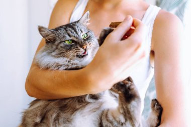 fluffy long-haired cat with an evil expression of muzzle sits in arms of beloved mistress, pet refuses to eat medicine or treats
