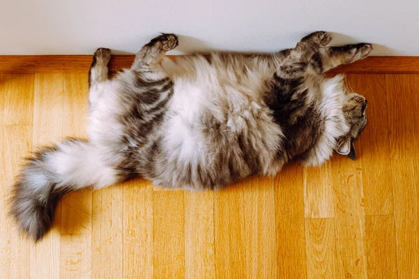Funny fluffy cat long-haired, gray striped, lies on wooden floor, on its side, leaning with four paws against wall, top view. Funny pets, domestic cat funny sleeping position
