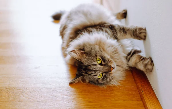 Funny Fluffy Cat Long Haired Gray Striped Lies Wooden Floor — Stockfoto