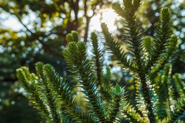 Coniferous evergreen plant with short thick leaves. Green needles of Christmas tree in rays of sun to light, clean air of coniferous forest. Araukarien