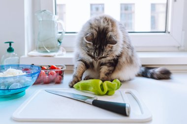 cute gray fluffy domestic cat is sitting on work surface of home kitchen preparing vegetable salad. cat on table is eating. Behavior of pets in kitchen. Food and pet food, vitamins and health concept.