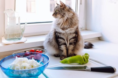 cute gray fluffy domestic cat is sitting on work surface of home kitchen preparing vegetable salad. cat on table is eating. Behavior of pets in kitchen. Food and pet food, vitamins and health concept.