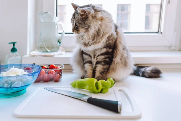 cute gray fluffy domestic cat is sitting on work surface of home kitchen preparing vegetable salad. cat on table is eating. Behavior of pets in kitchen. Food and pet food, vitamins and health concept.