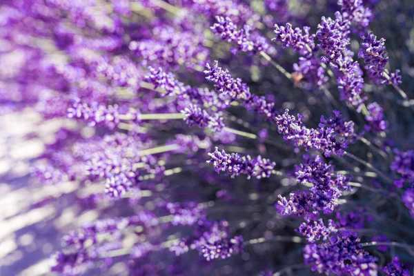 Lavender Flowers Close Bokeh Background Blooming Lavender Bushes Purple Background — Zdjęcie stockowe